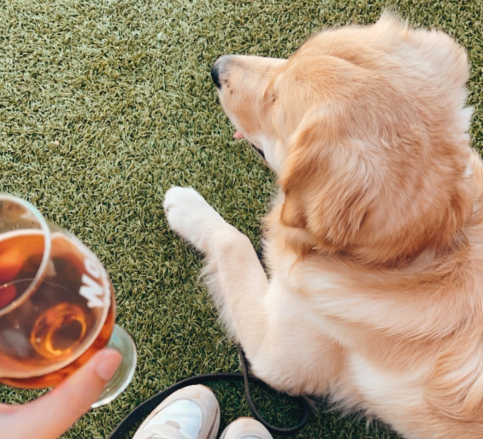 Golden retriever dog